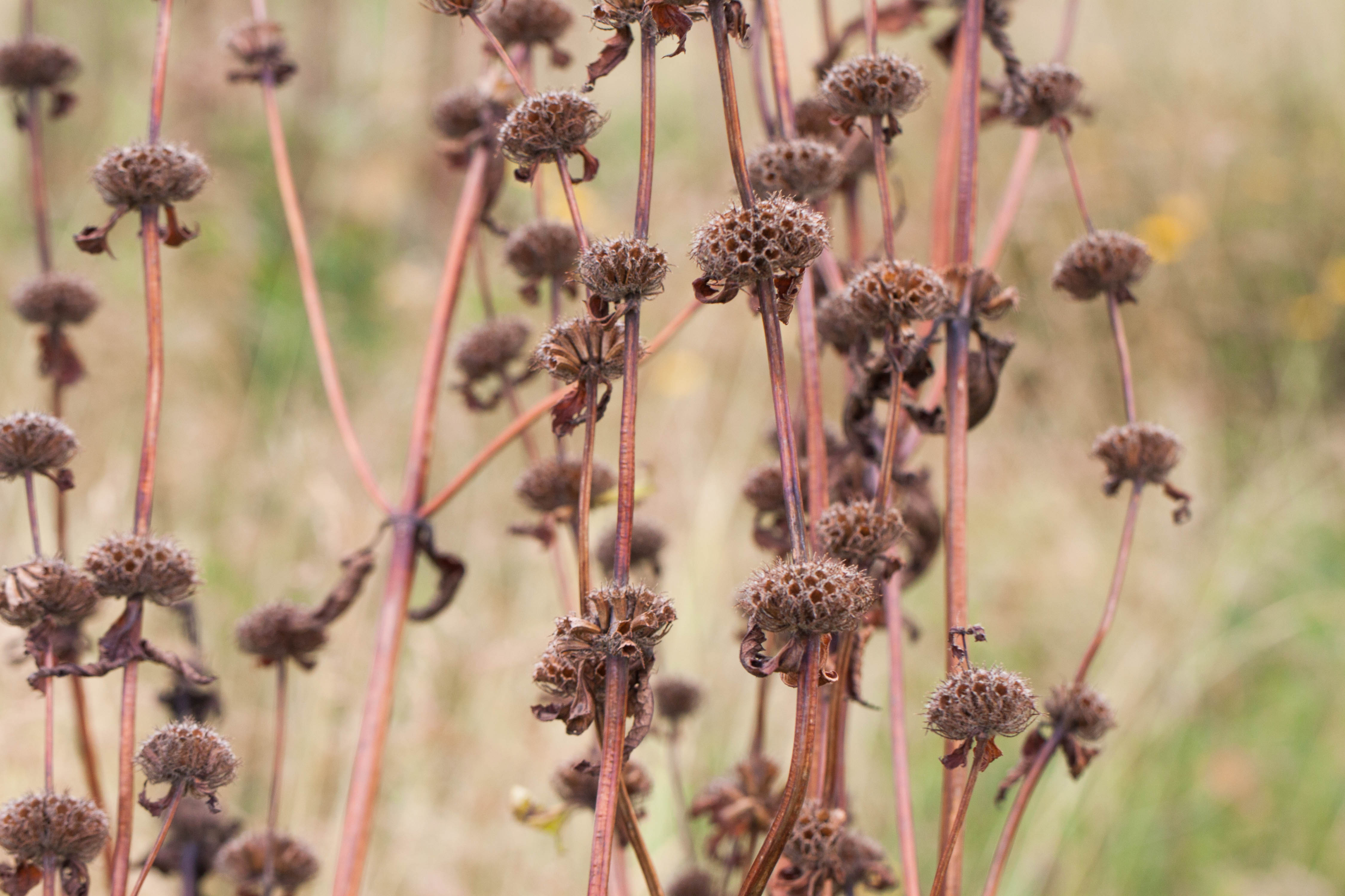 Phlomis 