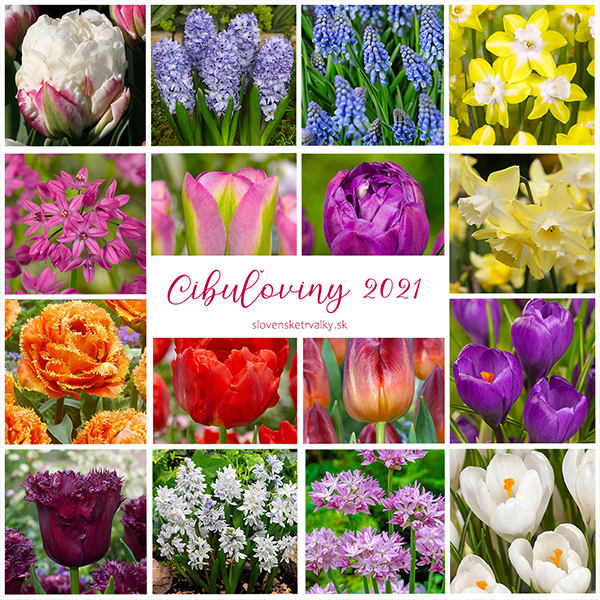 cibuĺoviny cibuĺoviny