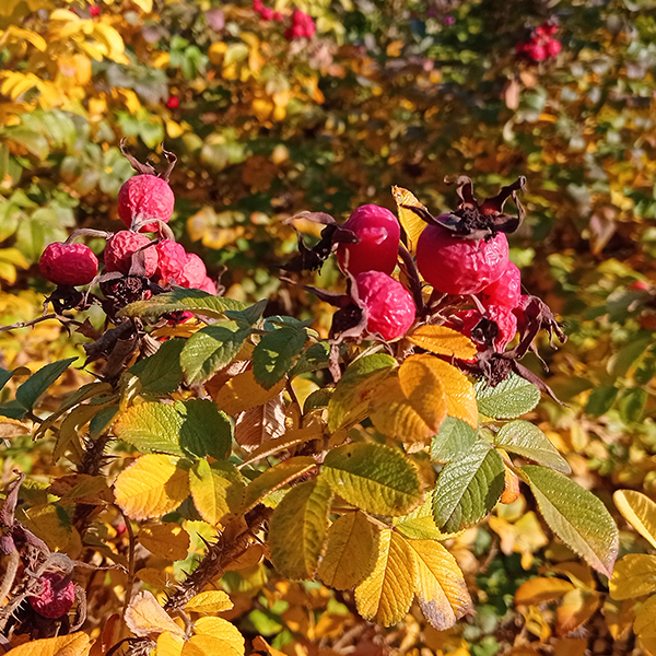 Ruže - rez Ruže - rez