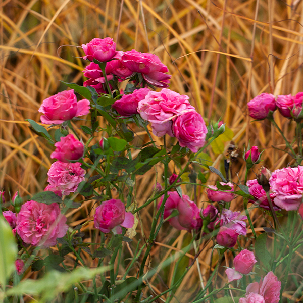 Ruže Tantau Ruže Tantau