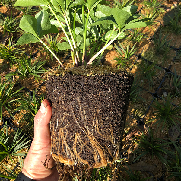 čemerica-koreň čemerica-koreň